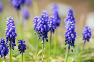 Read more about the article Three Gorgeous Early-Spring Flower Species You Need to Meet