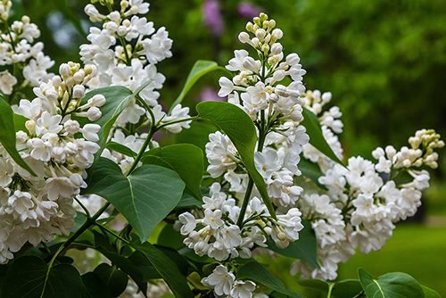 You are currently viewing Nine Exotic Trees That Thrive In The Northeast
