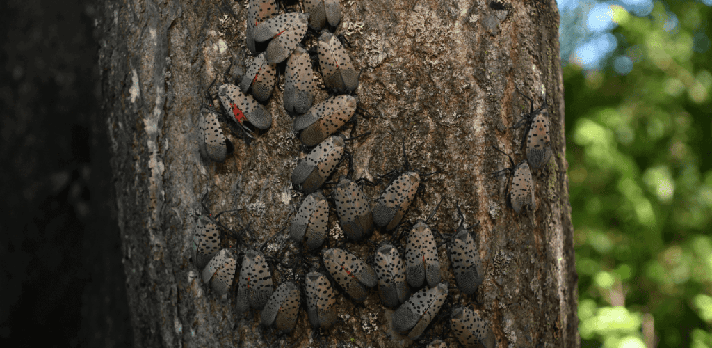 Spotted Lanternfly blog1 (2) Spotted Lanternfly blog1 (2)