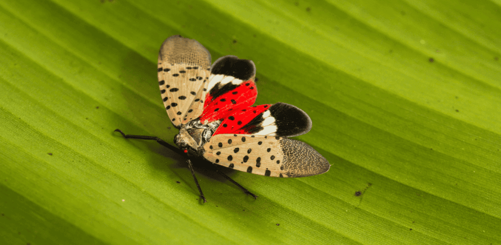 Spotted Lanternfly blog1 (3) Spotted Lanternfly blog1 (3)