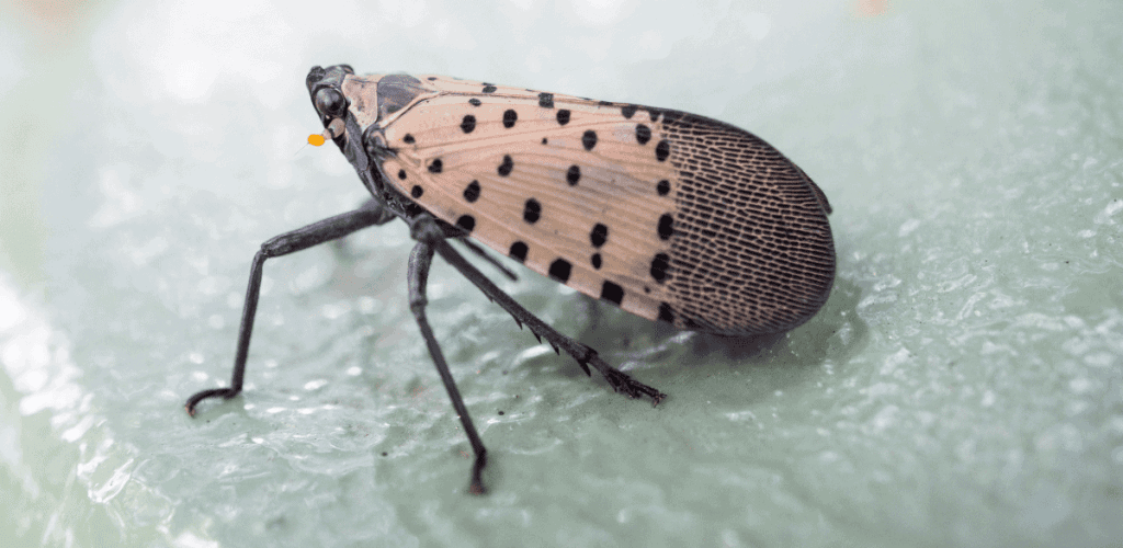 Spotted Lanternfly blog1 Spotted Lanternfly blog1